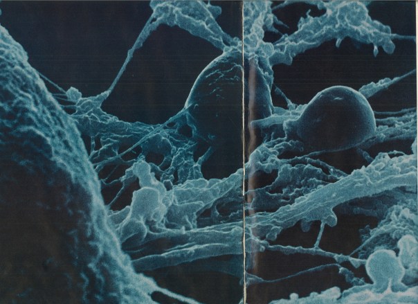 [Succor and support from the gluey glia] Glia Cells. "Greek word for glue, the sticky glia's chief function seems to be to service neurons." Life. Oct. 22, 1971.