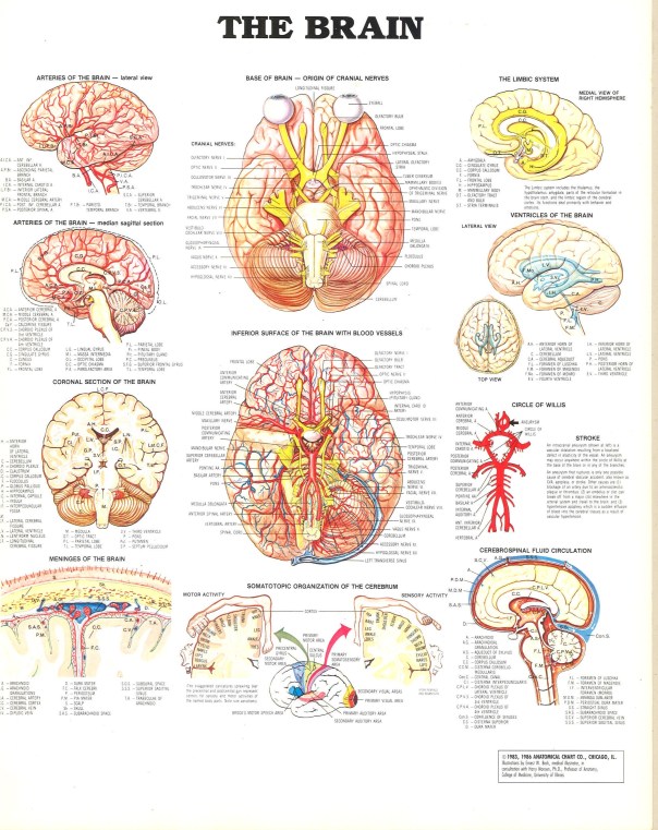 © 1983, 1986 Anatomical Chart Co., Chicago, IL.. Illustrated by Ernest W. Beck, medical illustrator, in consultation with Harry Monsen, Ph.D., Professor of Anatomy, College of Medicine, University of Illinois.
