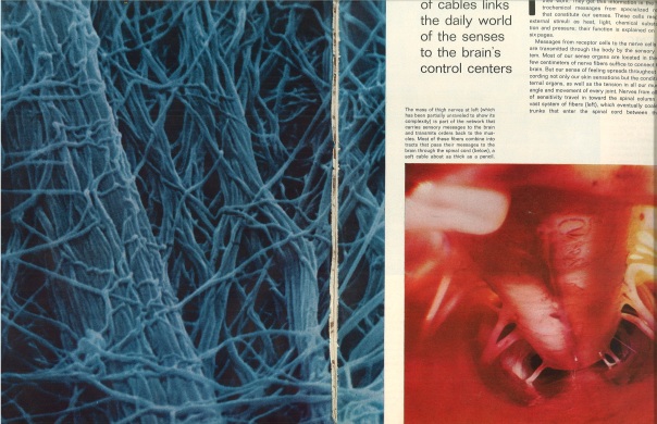 Thigh Nerves (left) Spinal Cord (right). Life Oct. 1, 1971.