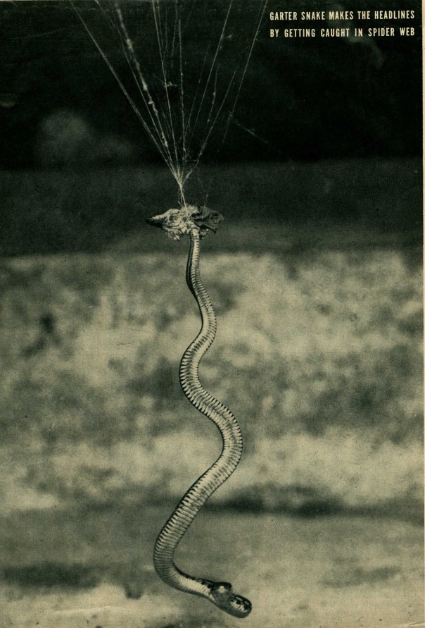 Garter Snake Stuck in a Spider's Web