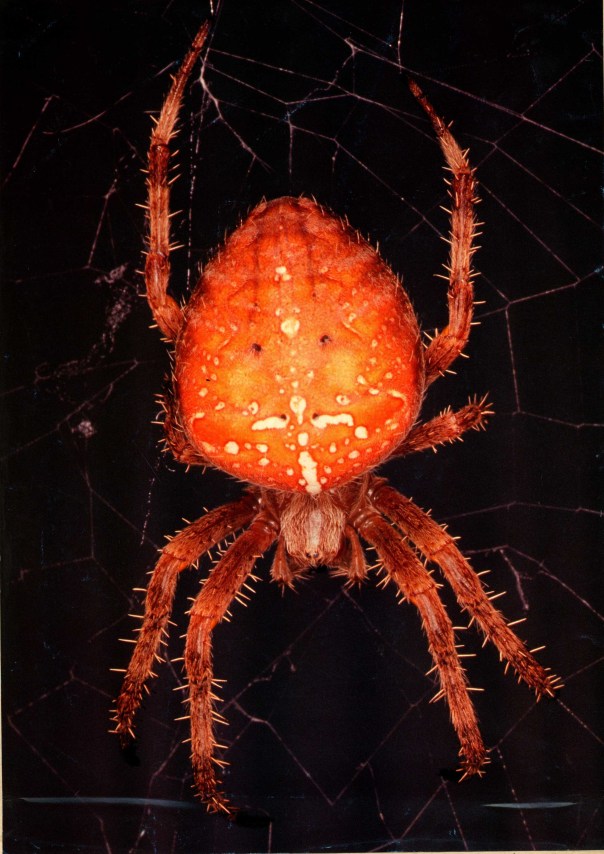 Spider, Red